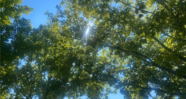 A photograph of trees with the sun shining through it